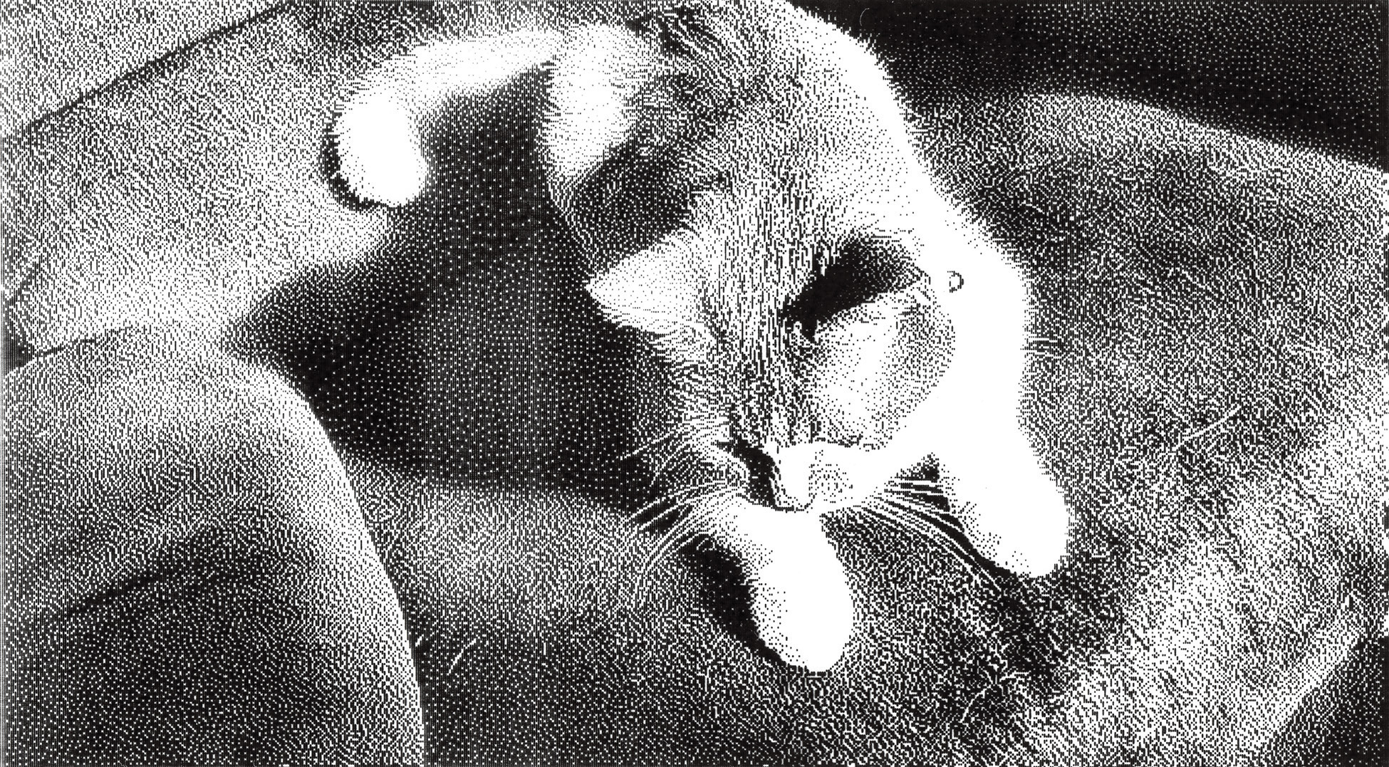 Wherein he gets hair on my chair, Casa McCormick, Strathmore, AB, 2024-12-02