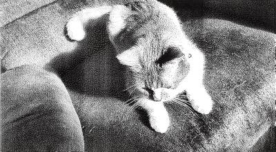 Wherein he gets hair on my chair, Casa McCormick, Strathmore, AB, 2024-12-02