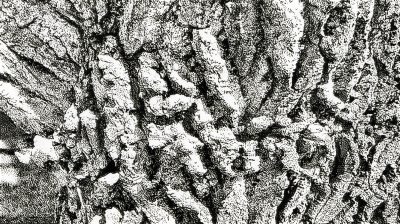 Barking up the wrong tree, Thomas Drive, Strathmore, AB, 2026-03-22
