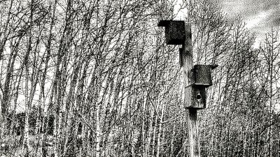 To the birds, again, Gray Park, Strathmore, AB, 2026-03-19