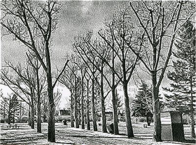 Trees in the municipal campground, Barons, AB, 2026-03-07