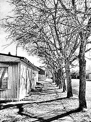 Trees past the trailer, Barons, AB, 2026-03-07