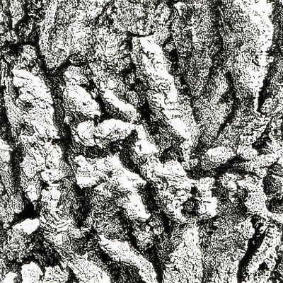Barking up the wrong tree, Thomas Drive, Strathmore, AB, 2026-03-22