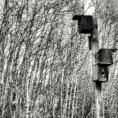 To the birds, again, Gray Park, Strathmore, AB, 2026-03-19