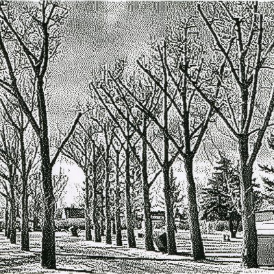 Trees in the municipal campground, Barons, AB, 2026-03-07
