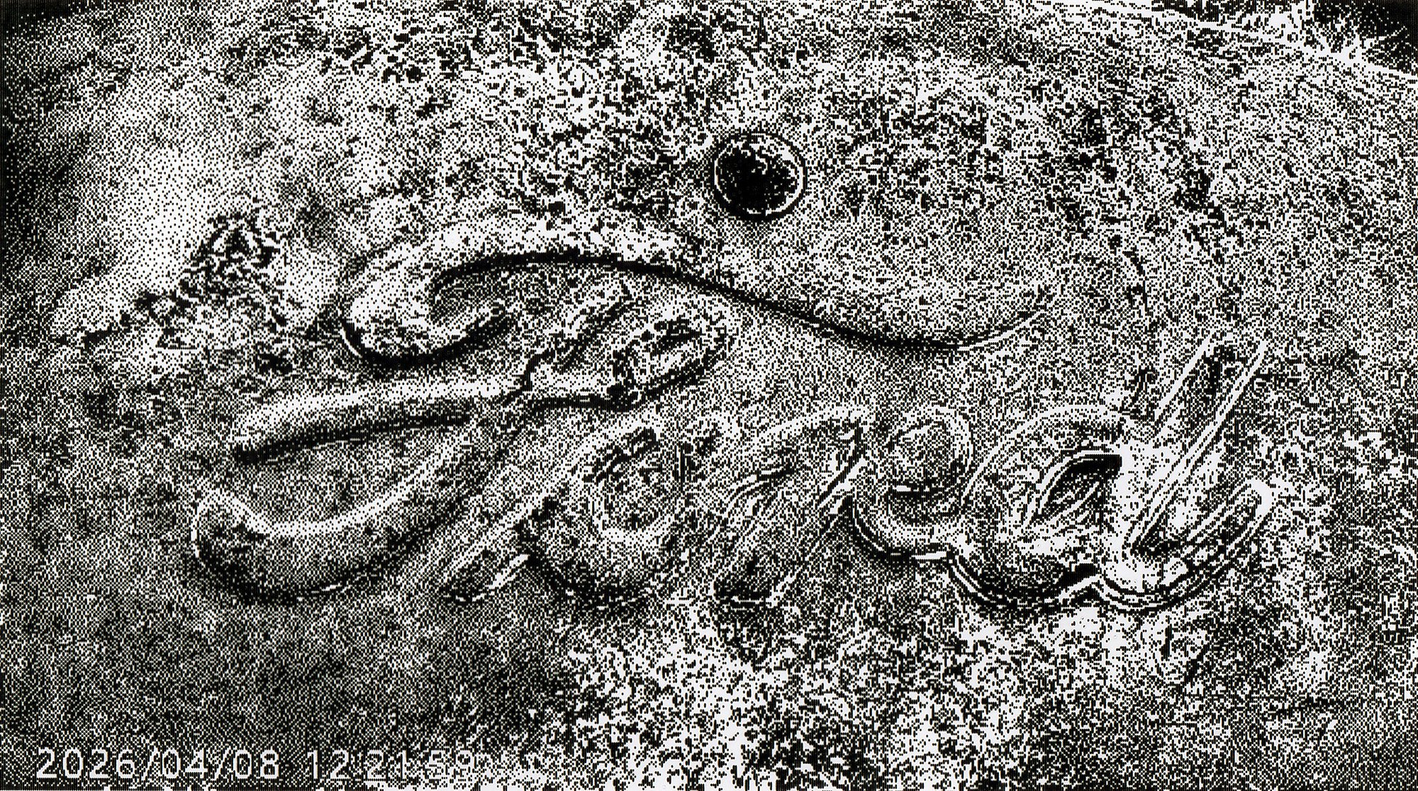 Ford logo, Sunnyridge Farm, Kirriemuir, AB, 2026-04-04