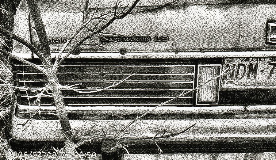 80s blue Mercury Grand Marquis, abandoned, trees growing against it.